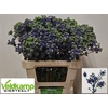 Eryngium Pl Mag Purple Star