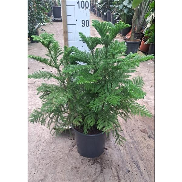 <h4>Araucaria toef 90</h4>