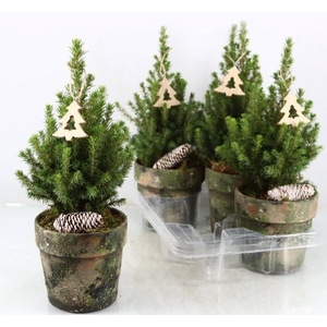 PICEA GL PERFECTA