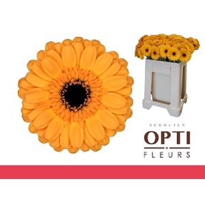 Germini Tweety Water