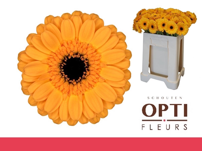 <h4>Germini Tweety Water</h4>