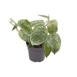 Philodendron Scandens Pictus 6Ø 12cm