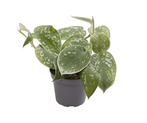 Philodendron Scandens Pictus 6Ø 12cm