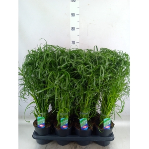 Cyperus alternifolius