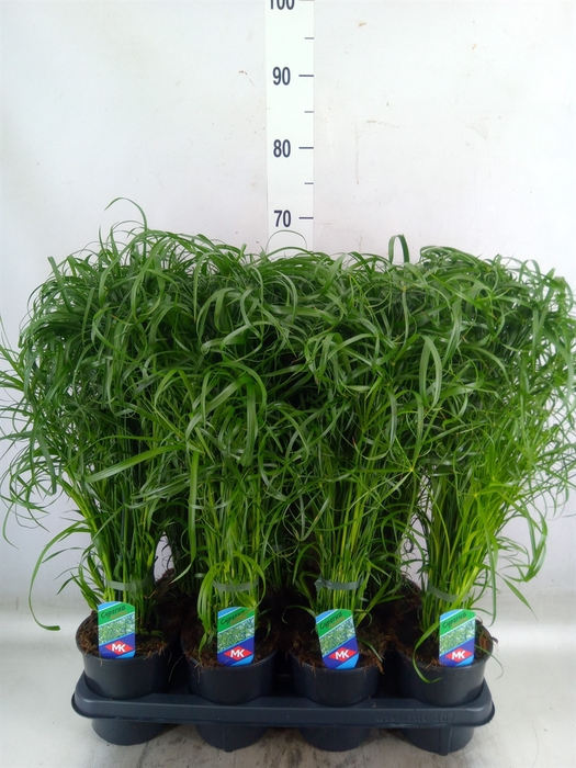 <h4>Cyperus alternifolius</h4>