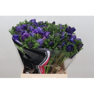 Anemone Mistral Plus Blue