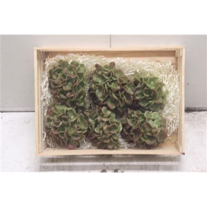Wax Hydrangea Groen