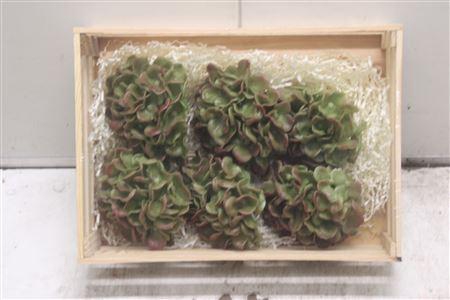 <h4>Wax Hydrangea Groen</h4>