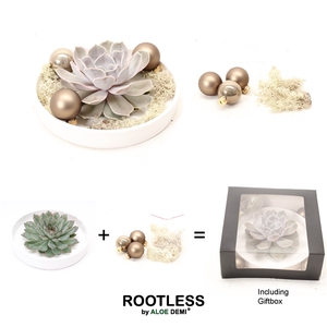 ROOTLESS Echeveria DIY X-mas, white bowl