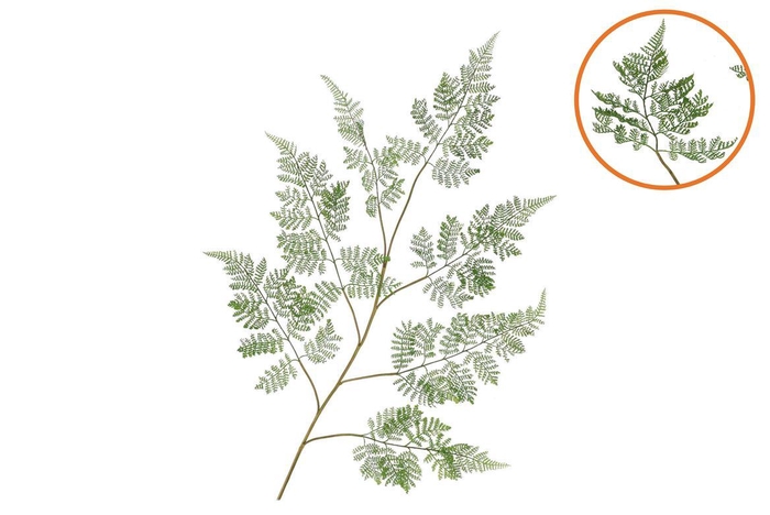 <h4>Silk Fern Forest Green 138cm Nm</h4>