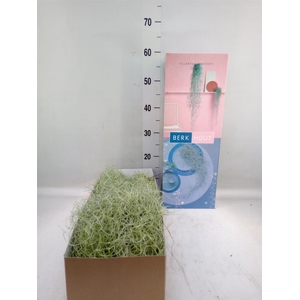 Tillandsia usneoides