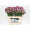 Dianthus Br Amazon Rose Magic