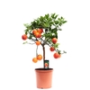 Citrus Acrobal Orange stem P22