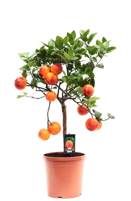 Citrus Acrobal Orange stem P22