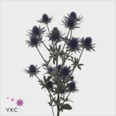 <h4>Distel Aquarius Questar</h4>