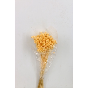 Pres Hill Flower Soft L Yellow Bunch