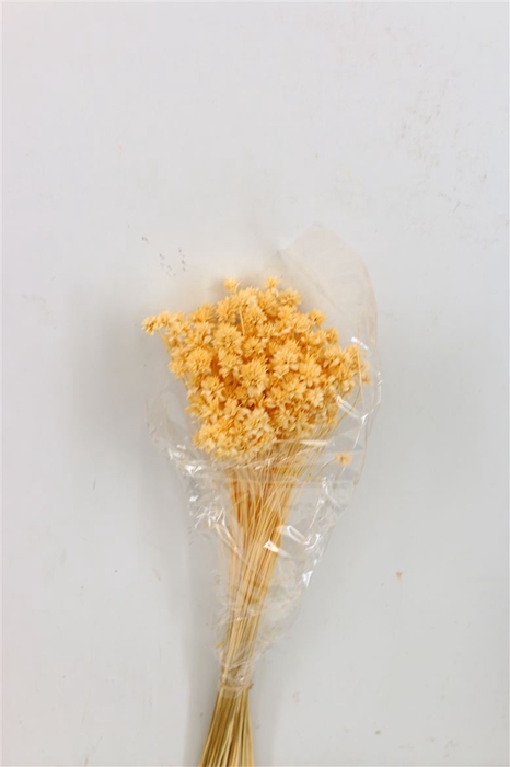 Pres Hill Flower Creme Bunch