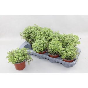 CALLISIA REPENS