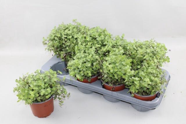 <h4>CALLISIA REPENS</h4>