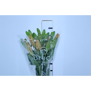 LIRIO SUNDERLAND 090 CM HT 3/5 FLS