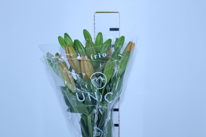LIRIO SUNDERLAND 090 CM HT 3/5 FLS
