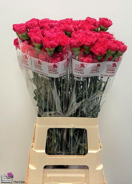 <h4>Dianthus st Bizet</h4>