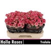 Tralala