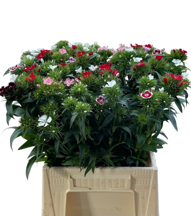 <h4>DI BARB GEM</h4>