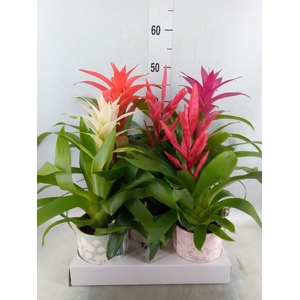 Bromelia   ...mix
