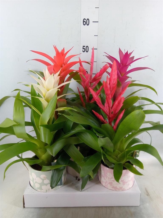 <h4>Bromelia   ...mix</h4>