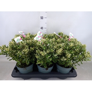 Hebe  'Katrina'