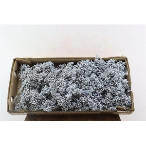 Schinus M Pt Titan Grey Bunch