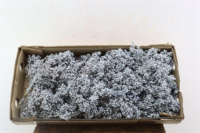 <h4>Schinus M Pt Titan Grey Bunch</h4>