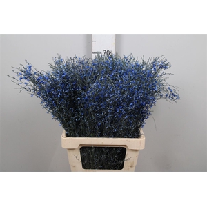 Genista Painted Blue