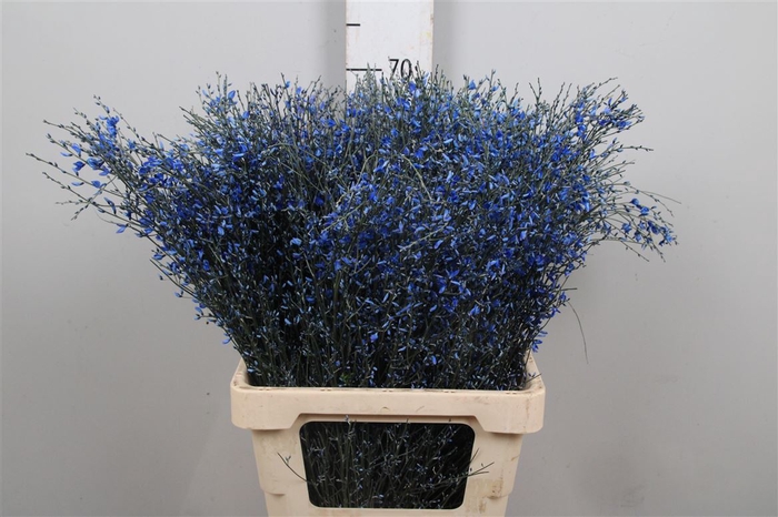 <h4>Genista Painted Blue</h4>