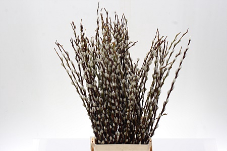 <h4>Salix Wilgenkatjes</h4>