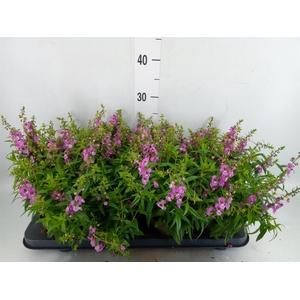Angelonia  'Serena Purple'
