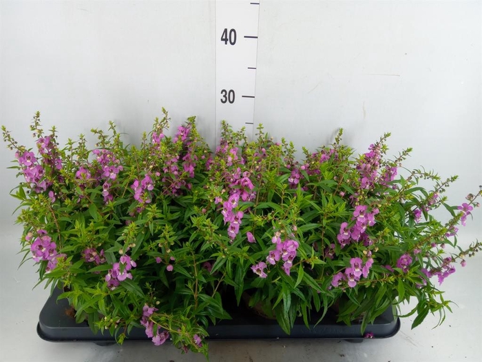 <h4>Angelonia  'Serena Purple'</h4>