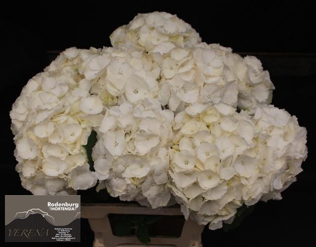 <h4>HYDR M CH WHI VERENA</h4>