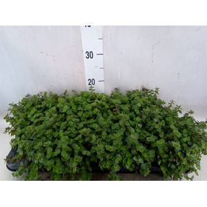 Callisia repens
