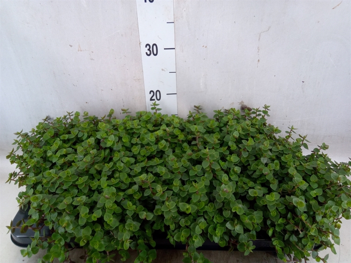 <h4>Callisia repens</h4>
