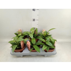 Hoya latifolia 'Rangsan'