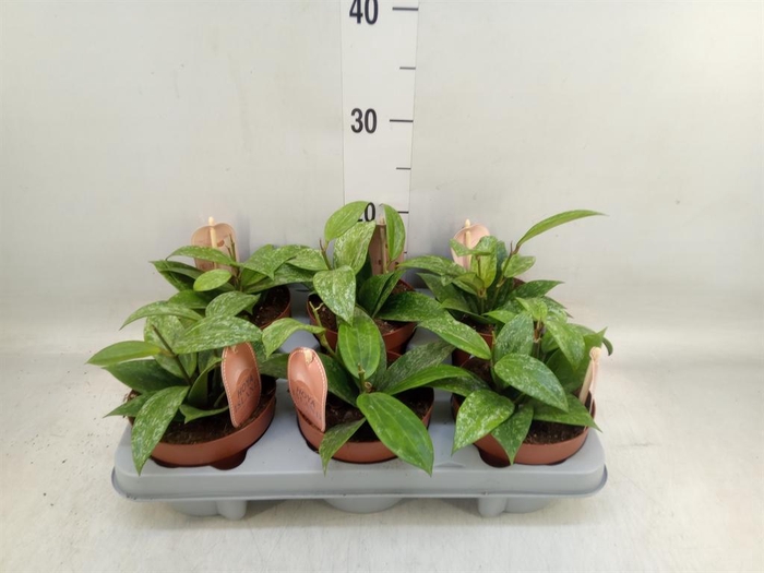<h4>Hoya latifolia 'Rangsan'</h4>