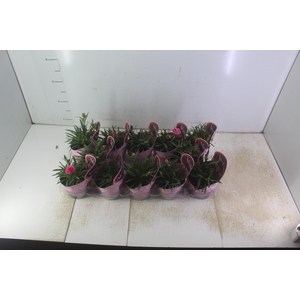 DIANTHUS DOBRADO P11