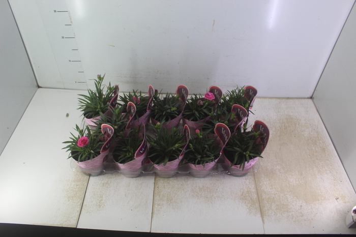 <h4>DIANTHUS DOBRADO P11</h4>