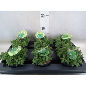 Delosperma echinatum