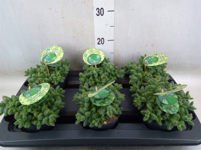 <h4>Delosperma echinatum</h4>