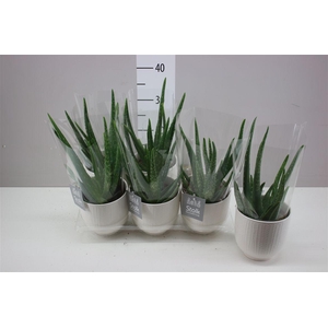 Aloe Vera Liv Keramiek