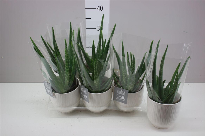 <h4>Aloe Vera Liv Keramiek</h4>
