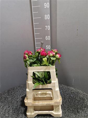 <h4>Paeo Paula Fay Rosa</h4>